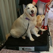 Accell Therapy